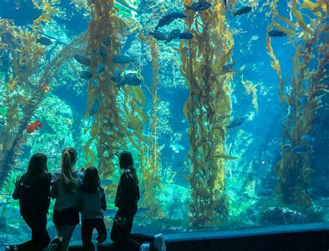 Birch Aquarium San Diego Insider S Guide Top Exhibits Hours Tickets Birch Aquarium San Diego Insider S Guide Top Exhibits Hours Tickets
