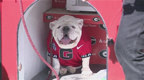 Georgia Bulldogs Mascot History Meet Uga 11Alive Com Georgia Bulldogs Mascot History Meet Uga 11Alive Com