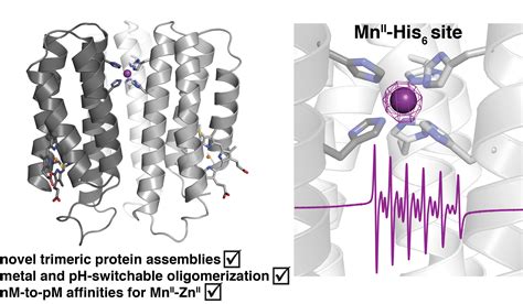 Metalloprotein Design Tezcan Lab Ucsd Department Of Chemistry And Metalloprotein Design Tezcan Lab Ucsd Department Of Chemistry And