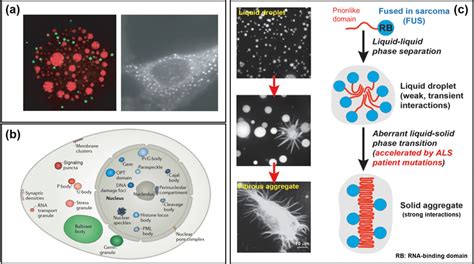 Phase Separated Biomolecular Condensates Are Essential To Healthy Cell Phase Separated Biomolecular Condensates Are Essential To Healthy Cell