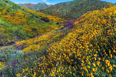 The 2023 California Superbloom A Spectacular Display Of Nature S Beauty The 2023 California Superbloom A Spectacular Display Of Nature S Beauty