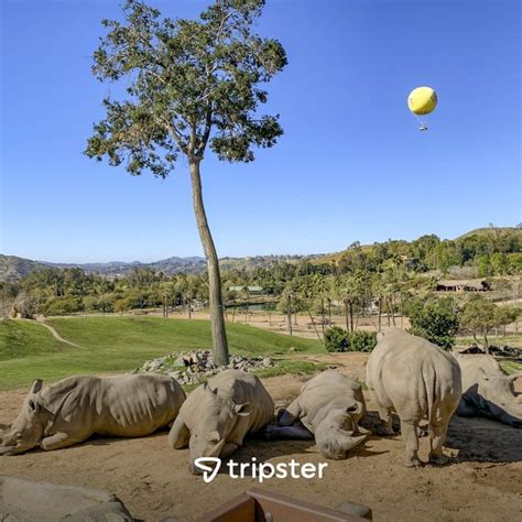 Ucsd Zoo Discount